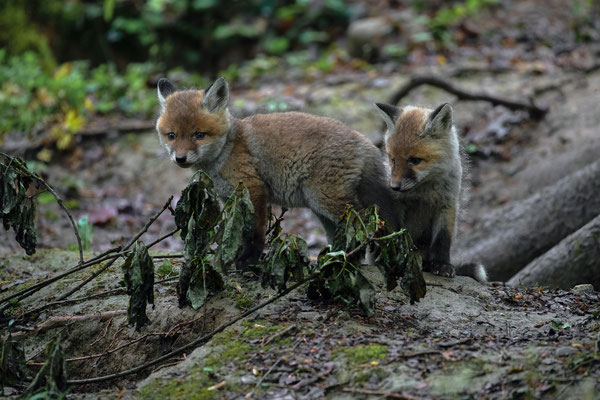 Rotfuchs - Vulpes vulpes