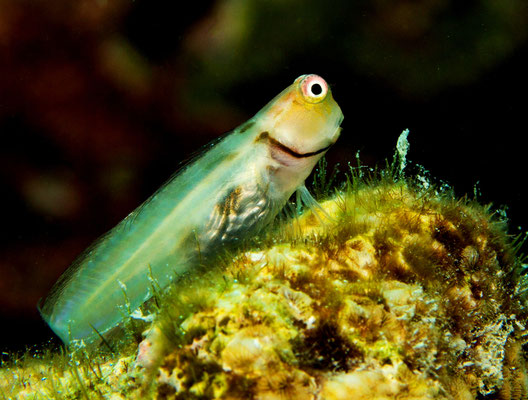 Baa Atoll, Reethi Beach