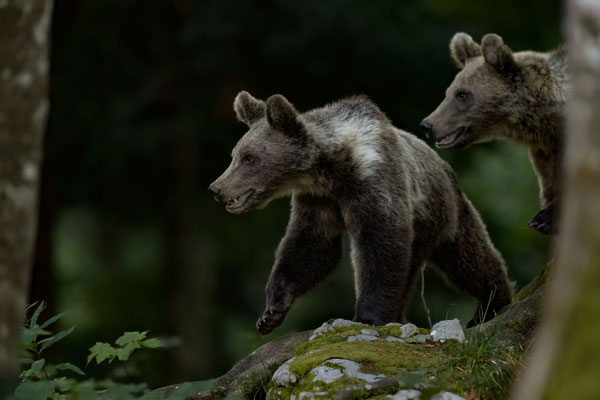  Braunbär - Ursus arctos