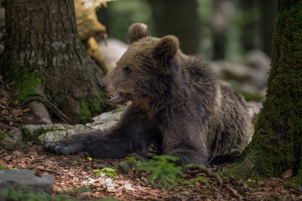 Braunbär - Ursus arctos