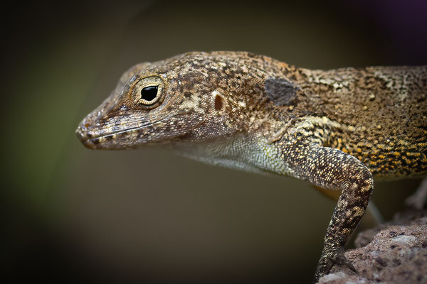 Dominica Anolis - Anolis oculatus