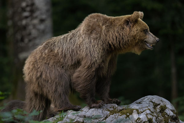  Braunbär - Ursus arctos