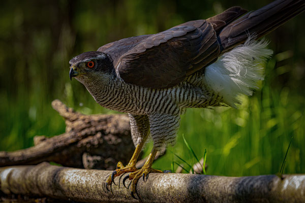 Habicht - Accipiter gentilis