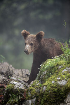 Braunbär - Ursus arctos