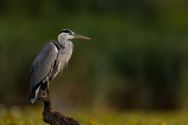 Graureiher - Ardea cinerea