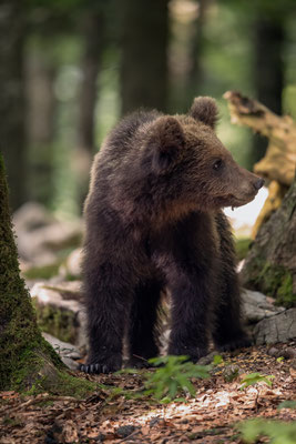 Braunbär - Ursus arctos