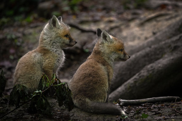 Rotfuchs - Vulpes vulpes