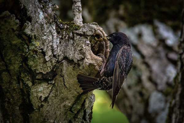 Star - Sturnus vulgaris