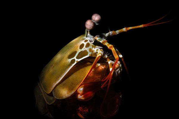 Bunter Fangschreckenkrebs - Odontodactylus scyllaru