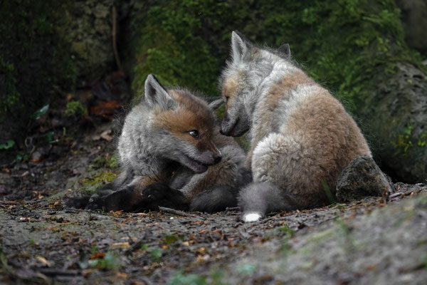 Rotfuchs - Vulpes vulpes