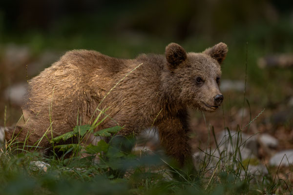 Braunbär - Ursus arctos