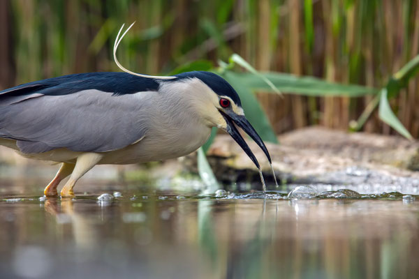 Nachtreiher - Nycticorax nycticorax