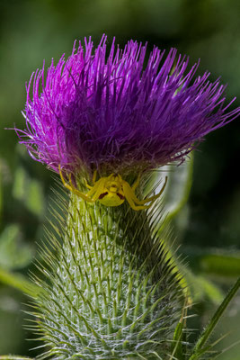 Veränderliche Krabbenspinne (Misumena vatia)