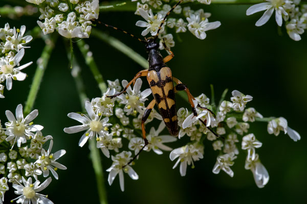 Geflekter Schmalbock (Strangalia Maculata)