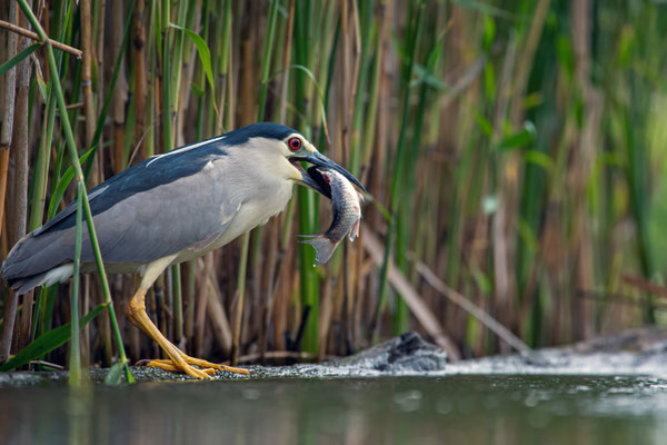 Nachtreiher - Nycticorax nycticorax