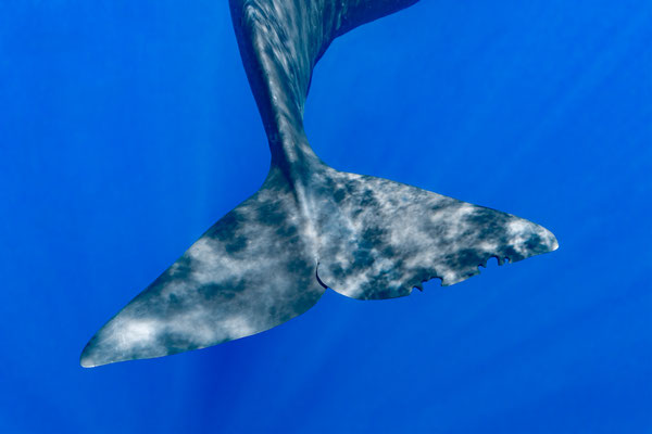 Pottwal - Spermwhale (Physeter macrocephalus, Syn.: Physeter catodon) 