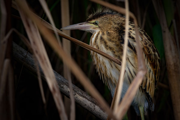 Zwergdommel - Ixobrychus minutus