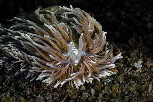 Fadenschnecke - Phyllodesmium lizardense.