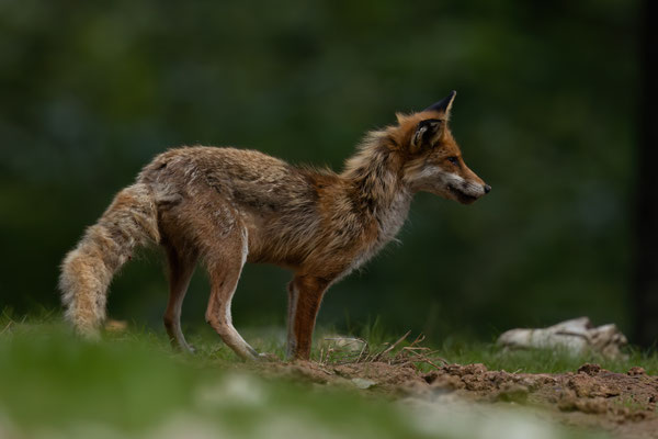 Rotfuchs - Vulpes vulpes