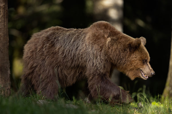  Braunbär - Ursus arctos