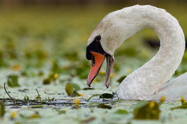 Höckerschwan - Cygnus olor