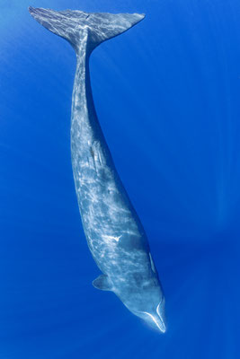 Pottwal - Spermwhale (Physeter macrocephalus, Syn.: Physeter catodon) 