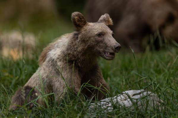  Braunbär - Ursus arctos