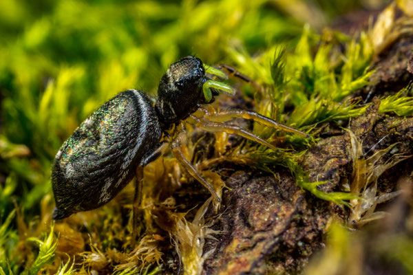 Kupfrige Sonnenspringspinne (Heliophanus cupreus)