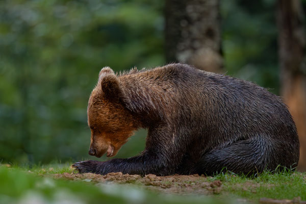 Braunbär - Ursus arctos