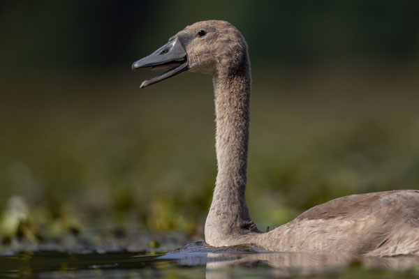 Höckerschwan - Cygnus olor