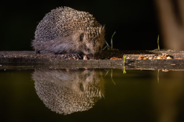 Igel - Erinaceidae