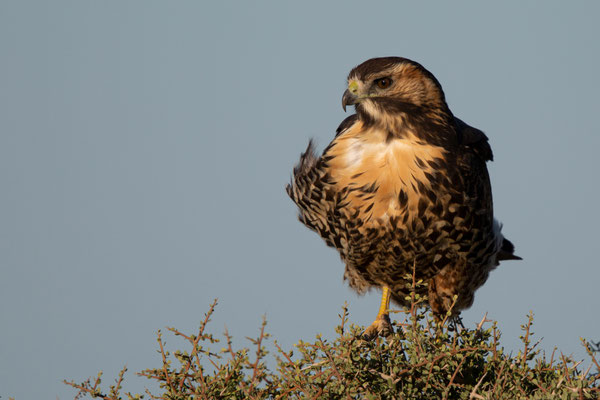 Rotrückenbussard - Geranoaetus polyosoma