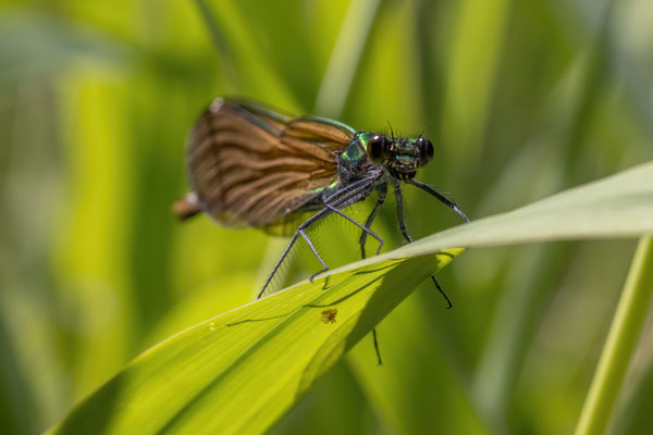 Prachtlibelle w - Calopteryx virgo virgo