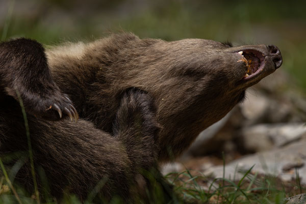  Braunbär - Ursus arctos