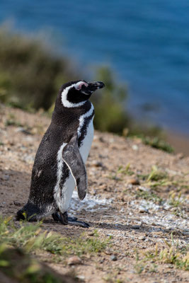 Magellan Pinguin - Spheniscus magellanicus