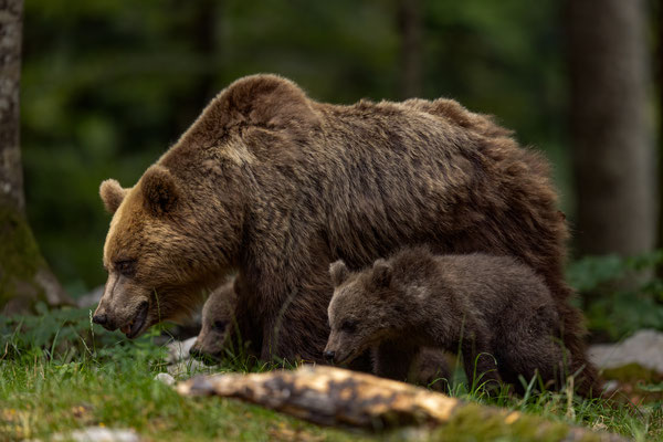  Braunbär - Ursus arctos