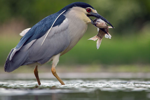 Nachtreiher - Nycticorax nycticorax
