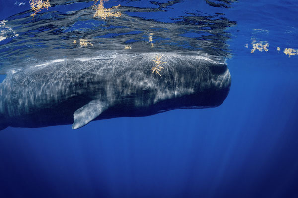 Pottwal - Spermwhale (Physeter macrocephalus, Syn.: Physeter catodon)  