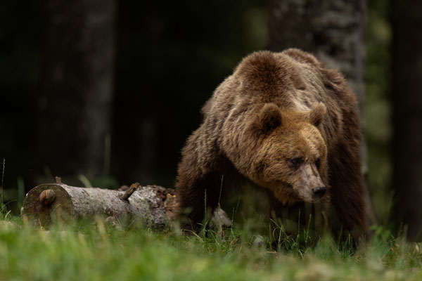  Braunbär - Ursus arctos