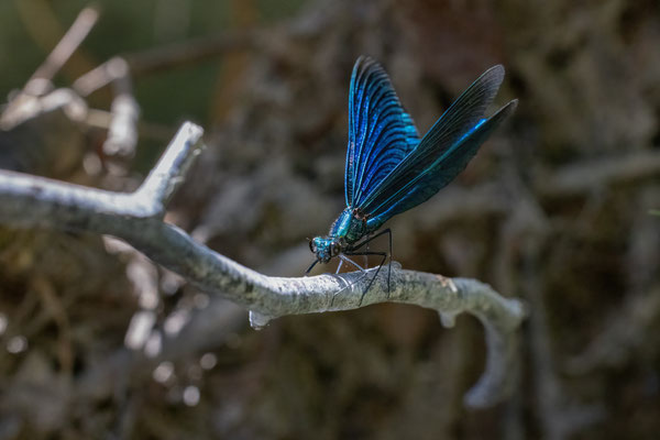 Prachtlibelle m - Calopteryx virgo virgo