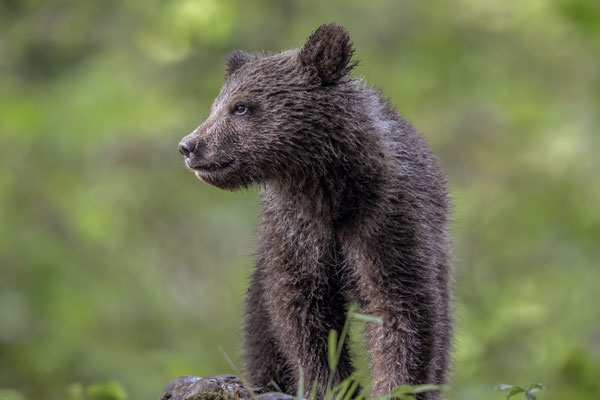  Braunbär - Ursus arctos