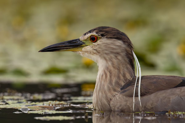 Nachtreiher - Nycticorax nycticorax
