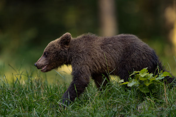 Braunbär - Ursus arctos