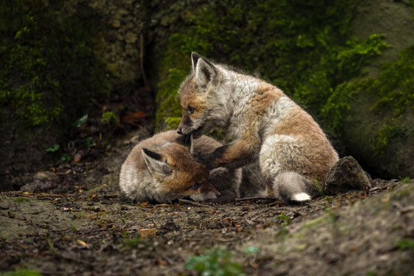 Rotfuchs - Vulpes vulpes