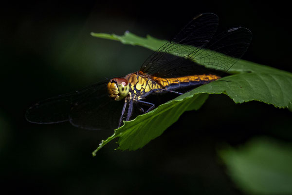 Sumpf-Heidelibelle - Sympetrum depressiusculum