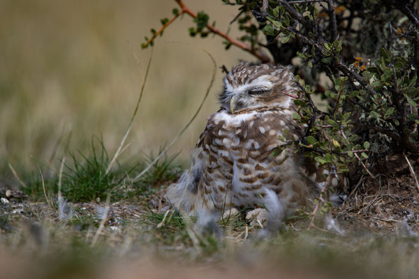 Kaninchenkauz - Athene cunicularia
