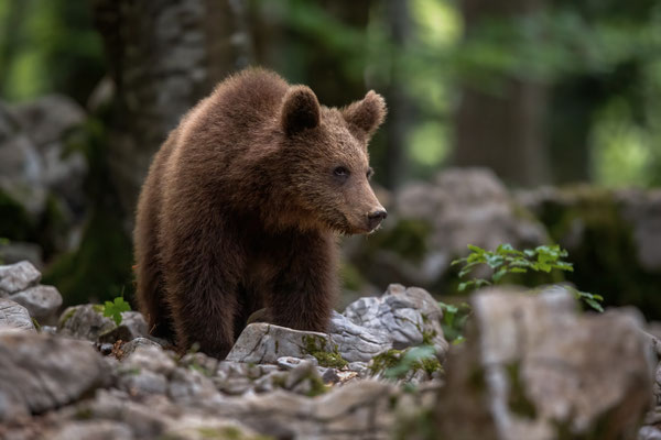 Braunbär - Ursus arctos