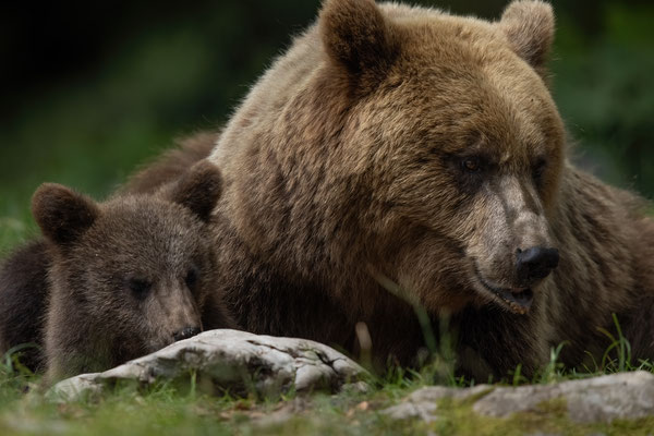 Braunbär - Ursus arctos