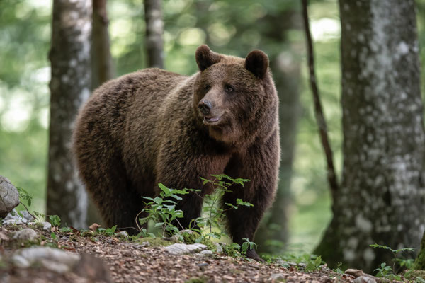 Braunbär - Ursus arctos