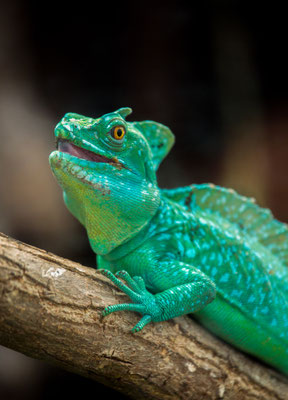 Stirnlappenbasilisk - Basiliscus plumifrons